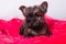 Cairn Terrier puppy dog on pink bois background