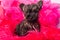 Cairn Terrier puppy dog on pink bois background