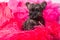 Cairn Terrier puppy dog on pink bois background