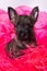 Cairn Terrier puppy dog on pink bois background.