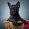 Cairn Terrier puppy dog with red hydrangea flowers