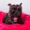 Cairn Terrier puppy dog is smiling or yawning.