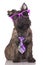 Cairn terrier puppy in glasses and a tie