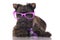 Cairn terrier puppy in glasses and a tie