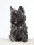 Cairn terrier puppy portrait.