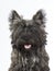 Cairn terrier puppy portrait.