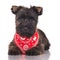 Cairn terrier puppy in a red bandana