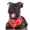 Cairn terrier puppy yawning