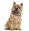Cairn Terrier sitting, looking up, isolated