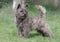 Cairn Terrier from Skye, Scotland standing