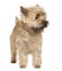 Cairn Terrier, standing and looking away