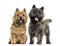 Cairn terriers