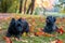 Cairn Terriers Couple sitting on the grass