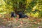 Cairn Terriers Dog Couple on the grass