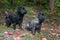 Cairn Terriers Dogs Couple on the grass. Autumn Leaves in Background. Portrait.