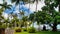 Cairns, Australia, city view. big tropical tree and palms.