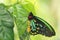 Cairns birdwing