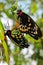 Cairns birdwing butterflies mating