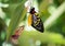 Cairns Birdwing Butterfly