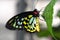 Cairns Birdwing Butterfly