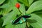 Cairns Birdwing butterfly above view