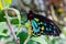 Cairns birdwing male butterfly on green leaves