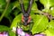 Cairns birdwing, ornithoptera euphorion
