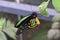 Cairns birdwing, ornithoptera euphorion