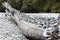 Cairns on a dead tree in the riverbed of Haast River
