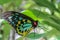 Cairns Green Birdwing Butterfly