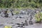 Cairns and plant life on the floor of the Kilauea Iki Crater in Volcanoes National Park, Hawaii