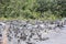 Cairns scattered across Kilauea`s Iki Crater with plant life growing through the volcanic rock on an active volcano