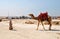 CAIRO - CIRCA JUNE 2014: Cameleer with camel