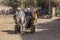 CAIRO, EGYPT - JANUARY 31, 2019: Donkey carriage in Giza neighborhood of Cairo, Egy