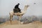 Cairo . Giza valley/ Egypt-January 05 2008: police man sits on the camel, Cairo city is on the background