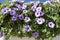 Cairo morning glory, purple creeping flowers - Ipomoea cairica - on wall in Namibia