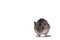 Cairo spiny mouse on white background