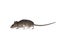 Cairo spiny mouse on white background