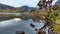 Cajas National Park, Toreadora lake, fallen paper trees