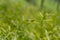 Cajuput Melaleuca cajuputi seedlings in the nursery, selected focus, in Yogyakarta, Indonesia