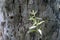 Cajuput, Melaleuca cajuputi young leaves, in shallow focus