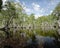 Cajuput tree, Paper bark tree, Swamp tea tree forest