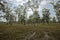 Cajuput tree, Paper bark tree, Swamp tea tree forest