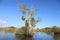 Cajuput tree at swamp flooded forest in water