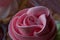 Cake Basket Rose. Food Photography, Dessert, Macro Photography. From above closeup of freshly baked cupcakes