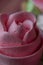 Cake Basket Rose. Food Photography, Dessert, Macro Photography. From above closeup of freshly baked cupcakes