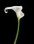 Cala Lily