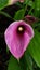 Cala lily pink yellow centre green nature flower