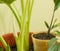 Cala zantedeschia in the pot with flower bud