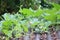 Calabash also called as bottle gourd plant with small white-flowered gourd. Lagenaria siceraria also called as long melon, New